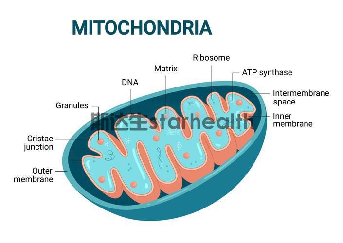 World Gout Day | Hydrogen, Light, Infrared: Three New Approaches for Gout Management